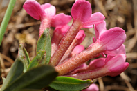 Daphne cneorum